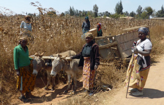 Arbeiterinnen am Maisfeld in Ikelu