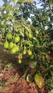 Avocados in Ikelu