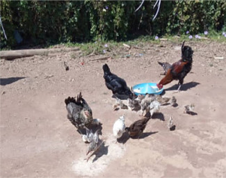 Hühnerprojekt Ikelu